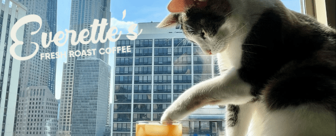 Cat dipping paw in iced coffee by a window with Chicago skyline and Everette’s Fresh Roast Coffee logo.