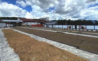 kith-kin-brazil-coffee-drying-patio-washed-process-unsung-roasters. Coffee drying patio in Brazil under bright clouds with washed beans laid out to dry.