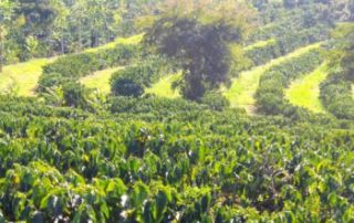 kith-kin-brazil-coffee-plantation-cerrado-terrain-natural-rows-unsung-roasters. Lush green rows of coffee plants on a hillside in Brazil’s Cerrado region.