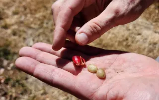 kith-kin-coffee-cherry-depulped-green-beans-costa-rica-origin-unsung-roasters. A close-up of hands holding a de-pulped red coffee cherry with two green beans inside.