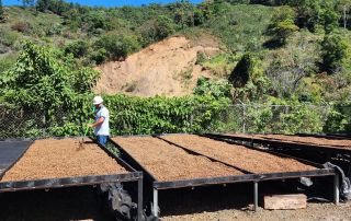 kith-kin-coffee-drying-beds-costa-rica-farm-visit-unsung-roasters. Coffee drying beds in Costa Rica with a worker turning the beans under a blue sky.