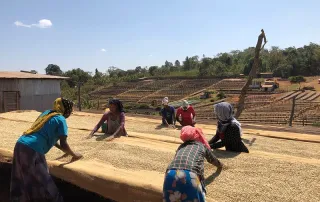 Women in Ethiopia carefully sorting and drying coffee beans on raised beds under the sun.