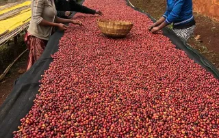 Three women in Ethiopia hand-sort fresh red coffee cherries laid out on raised drying beds.