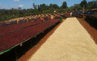 Ethiopian workers sort and dry coffee cherries on raised beds in the sun.