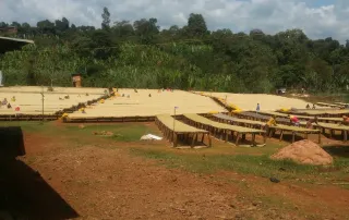 Coffee beans drying on raised beds in Ethiopia with workers carefully tending the process.