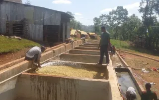 Workers process coffee at an Ethiopian wet mill, washing and fermenting beans in open tanks.