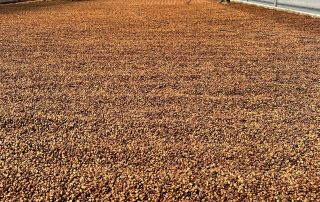 kith-kin-costa-rica-coffee-drying-solar-house-unsung-roasters. Two workers spread coffee beans inside a solar drying house in Costa Rica.
