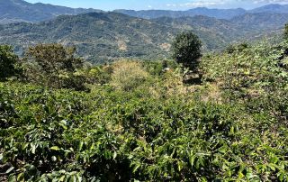 kith-kin-costa-rica-coffee-plantation-mountain-view-unsung-roasters. Lush coffee plants growing in Costa Rica with a panoramic view of surrounding mountains.