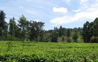 Lush green coffee-growing terrain in Murang’a County, Kenya.