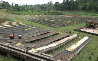 Raised drying beds at a Kenyan coffee washing station with workers tending to beans.