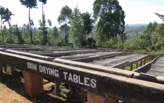 Skin drying tables at Thunguri Coffee Factory in Kenya used in early stages of coffee drying.