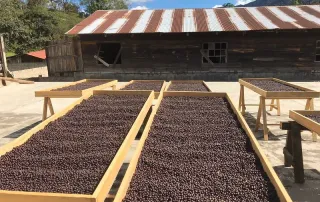 kith-kin-mexico-coffee-cherries-drying-beds-unsung-roasters. Raised drying beds filled with coffee cherries in the sun at a Mexico coffee farm.