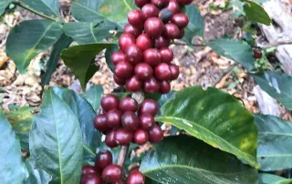 kith-kin-mexico-coffee-cherries-on-branch-unsung-roasters. Ripe red coffee cherries growing on a branch in a Mexican coffee farm.
