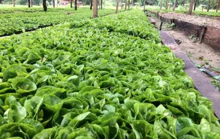 kith-kin-mexico-coffee-seedling-nursery-unsung-roasters. Rows of young coffee seedlings growing in a shaded nursery in Mexico.