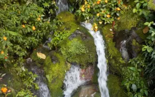 kith-kin-papua-new-guinea-waterfall-coffee-terroir-unsung-roasters. Tropical waterfall surrounded by vibrant flora in Papua New Guinea’s coffee region.